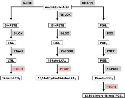 Prostaglandin Reductase 1 as a Potential Therapeutic Target for Cancer Therapy